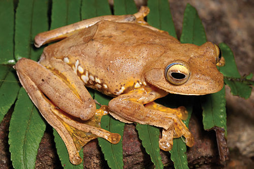 Harlequin tree frog